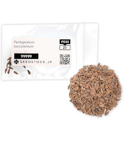 Amazon.co.jp: SEEDSTOCK パキポディウム グラキリス 種子 20粒売り